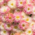Parla con i fiori: tutti i segreti per la Festa della Mamma anthony-melone-W6zVhDL_ijg-unsplash