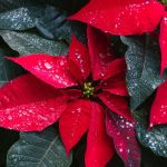 La Stella di Natale: il fiore simbolo delle feste Stella di Natale
